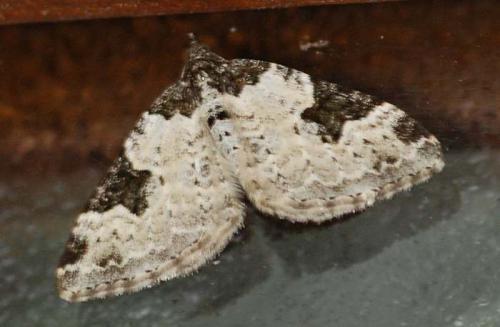 Xanthorhoe fluctuata