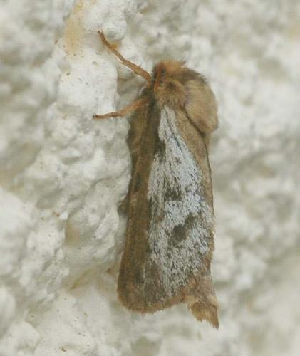 Pharmacis lupulina
