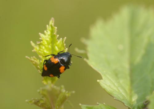 Réf. 43 929 : Scaphidium quadrimaculatum