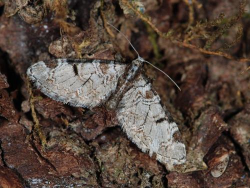 Réf. 43 093 : Eupithecia insigniata