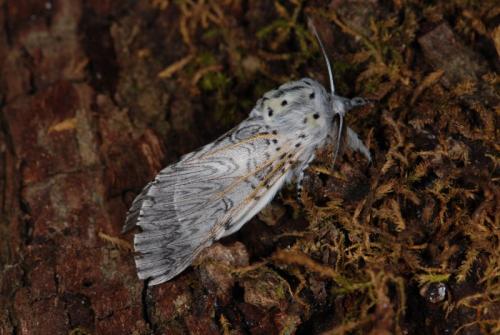 Cerura vinula