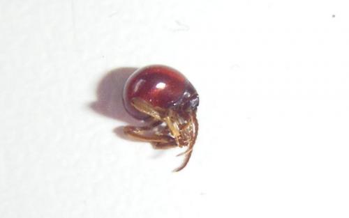Gibbium sp.