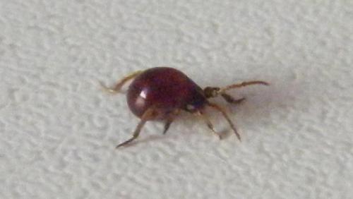 Gibbium sp.