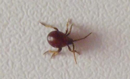 Gibbium sp.