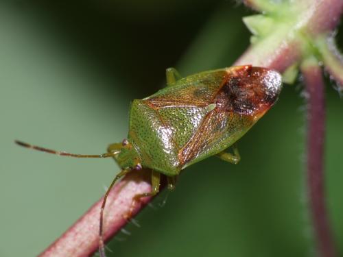 Réf. 43 792 : Elasmostethus minor