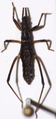 Réf. 43 941 : Pygolampis bidentata