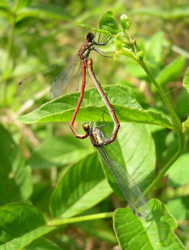 Pyrrhosoma nymphula
