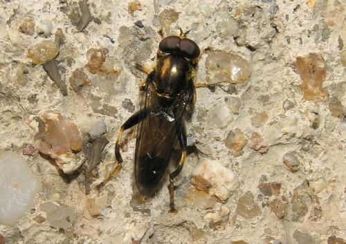 Réf. 43 968 : Xylota segnis