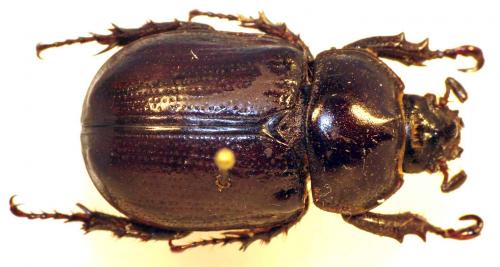 Réf. 43 775 : Cyphonistes vallatus