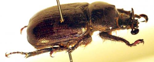 Réf. 43 776 : Cyphonistes vallatus
