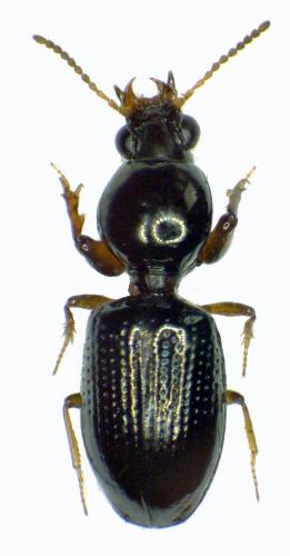 Dyschirius sp.