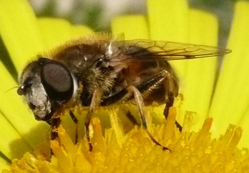 Eristalis arbustorum