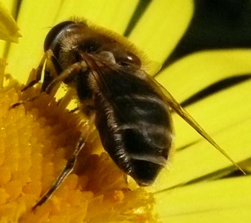 Eristalis arbustorum