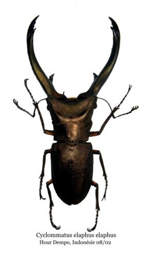 Cyclommatus elaphus elaphus