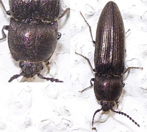 Cidnopus pilosus