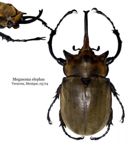 Megasoma elephas