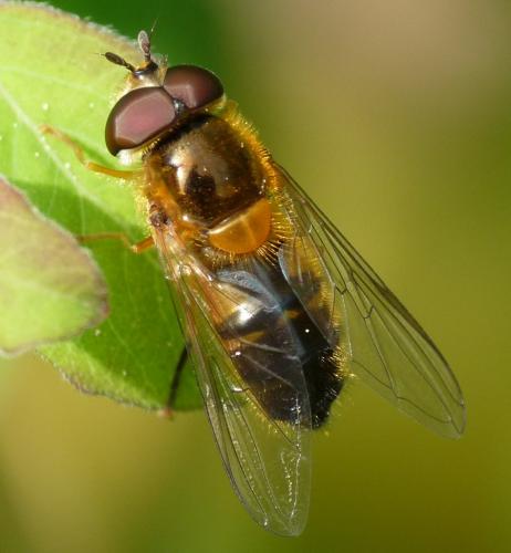 Réf. 43 787 : Epistrophe eligans