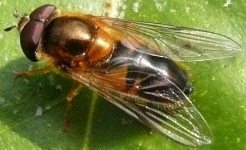 Réf. 43 463 : Epistrophe eligans