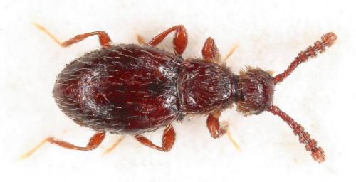 Euconnus cornutor