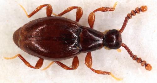 Euconnus chrysocomus