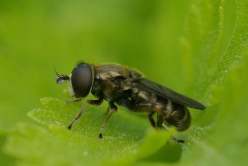Réf. 43 866 : Eumerus sp.