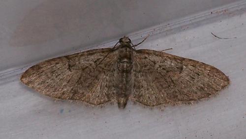 Réf. 43 908 : Eupithecia abbreviata