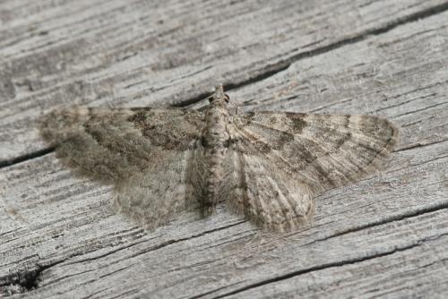 Gymnoscelis rufifasciata