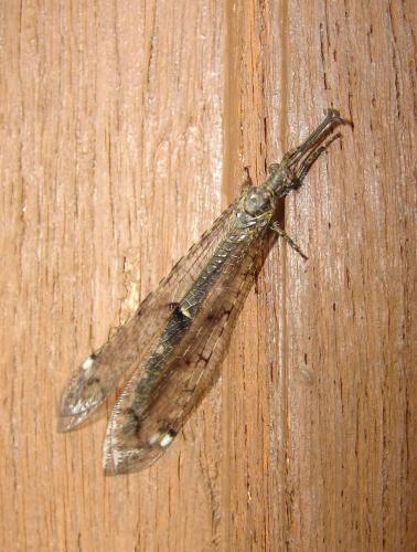 Réf. 43 771 : Distoleon tetragrammicus