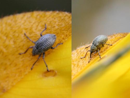 Réf. 43 470 : Exapion sp.