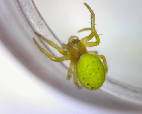 Araniella sp.