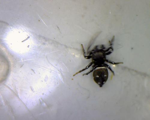 Heliophanus kochii