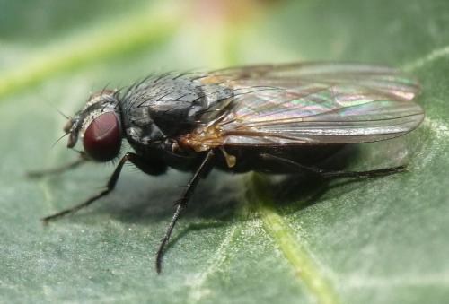 Fannia sp.