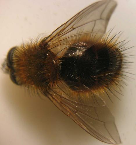 Tachina ursina