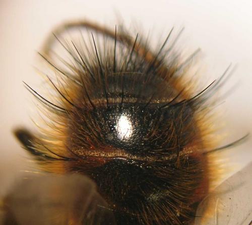 Tachina ursina