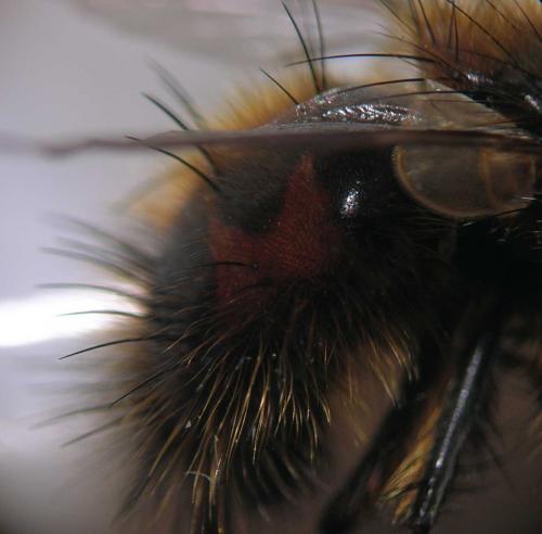 Tachina ursina