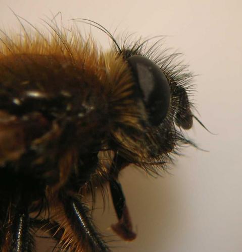 Tachina ursina