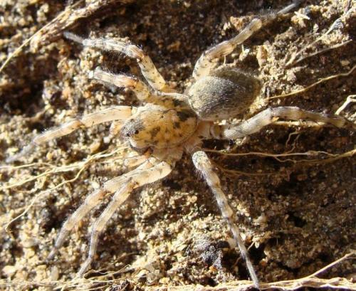Arctosa sp.