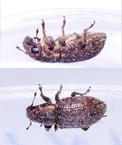 Réf. 43 137 : Sitona hispidulus