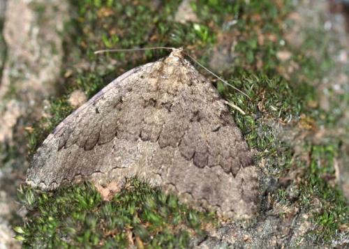 Triphosa sp.