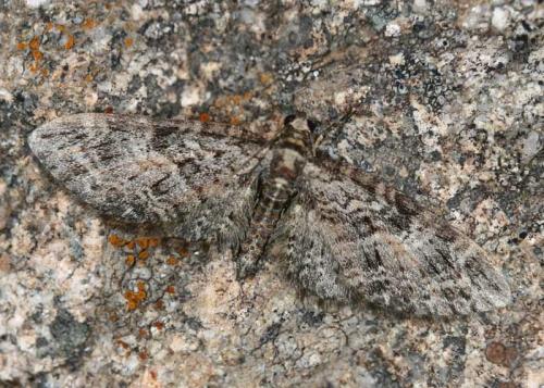 Eupithecia abbreviata
