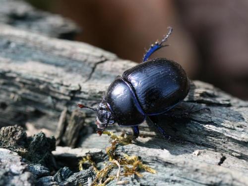 Anoplotrupes stercorosus