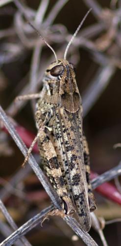 Calliptamus sp.