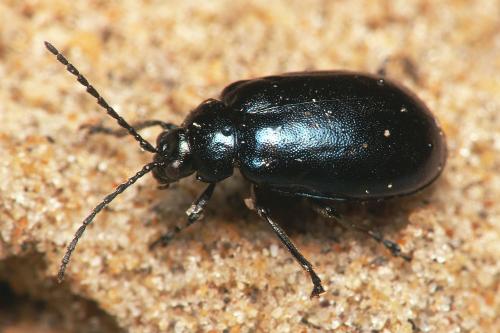 Réf. 43 504 : Agelastica alni