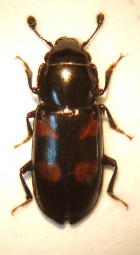 Glischrochilus quadripunctatus