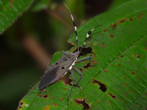 Molchina sp.
