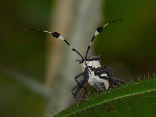 Molchina sp.