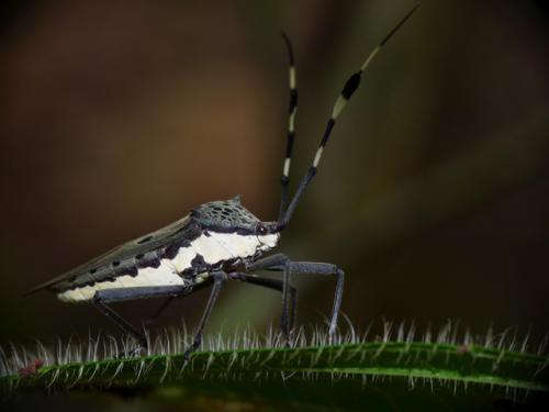 Molchina sp.