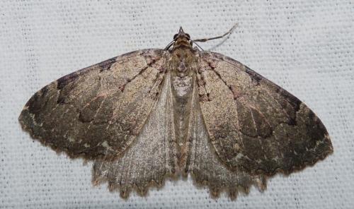 Réf. 43 584 : Triphosa dubitata