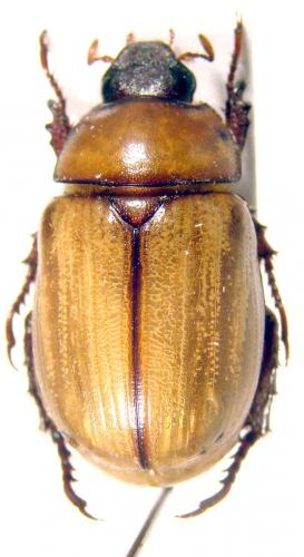 Réf. 43 062 : Anomala dossidea