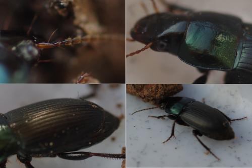 Harpalus dimidiatus